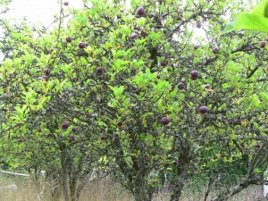 Little red apples.