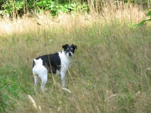 The grass is taller than Poppy Seed!