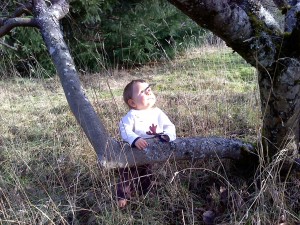 Xander looking up tree