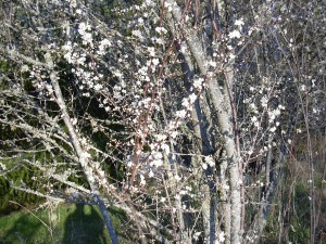 Cherry Tree 2010 001 Cherry tree